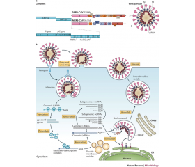 Antivirales y vacunas: la ayuda para frenar al coronavirus está en camino